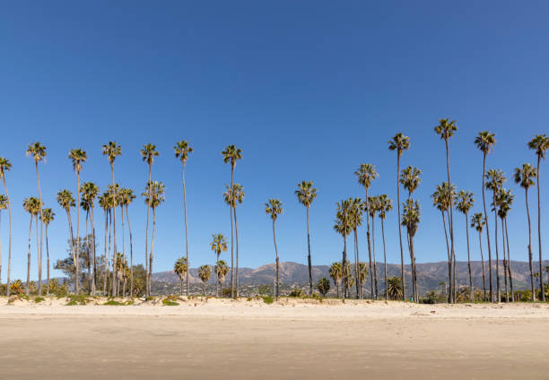 istock beach at Santa Barbara with palm trees 1139468090