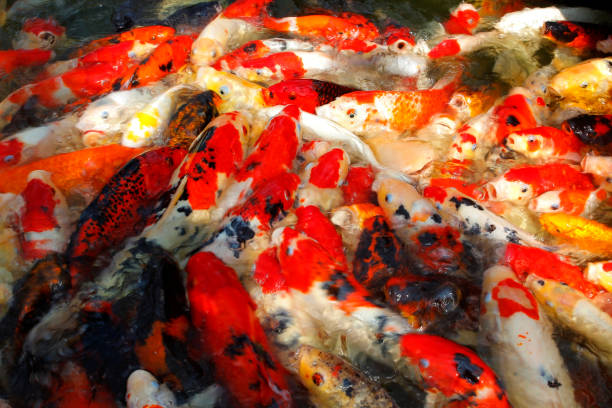 istock fancy carp or koi fish in pond 1139469130