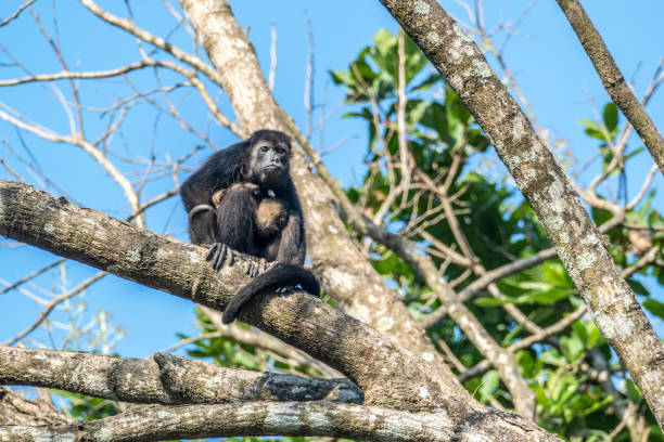 istock mother monkey takes care for her young baby 1139469149