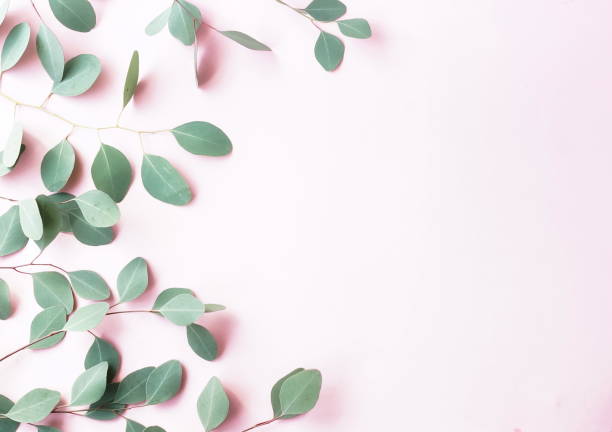 istock green eucalyptus branches herbs, leaves,  plants frame border on pale pink  background top view. copy space. flat lay 1139469188