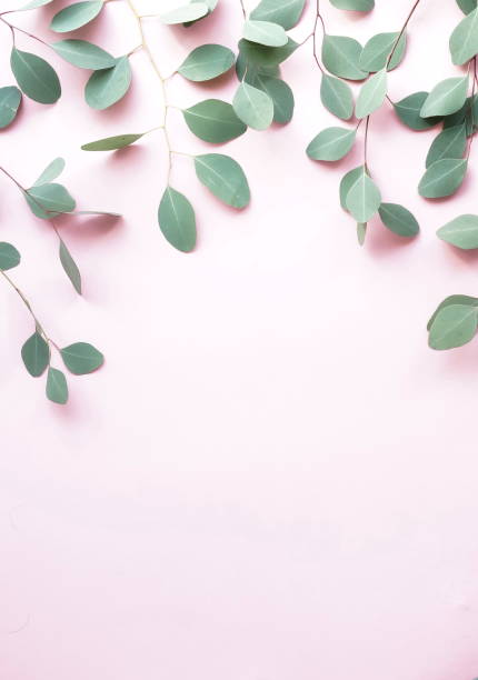 istock green eucalyptus branches herbs, leaves,  plants frame border on pale pink  background top view. copy space. flat lay 1139469201