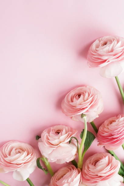 istock Flowers background . Pink flowers ranunkulus  on pale pink background. Top view. Copy space. Holiday concept 1139469207