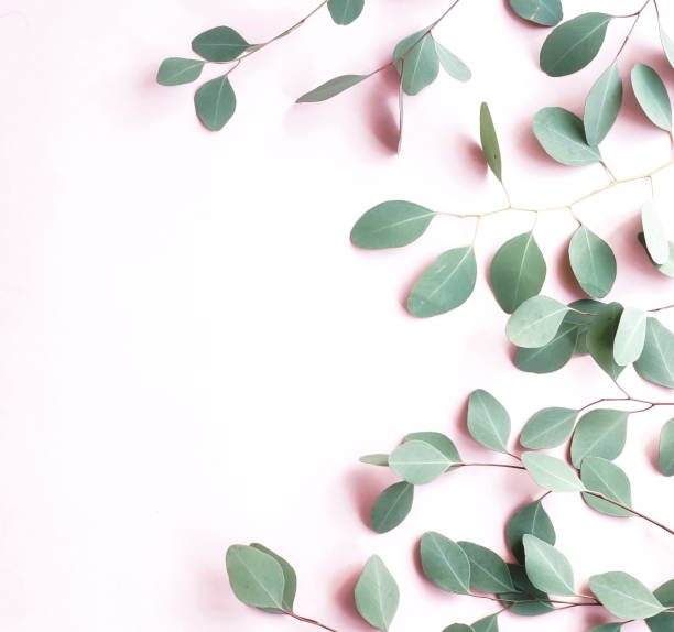 istock green eucalyptus branches herbs, leaves,  plants frame border on pale pink  background top view. copy space. flat lay 1139469413