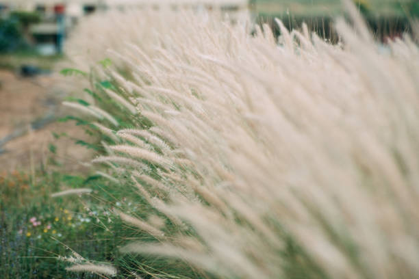 Image of wild Grass flowers in the field.