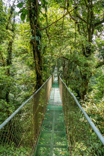 istock hanging bridge in the jungle near Monteverde 1139470129