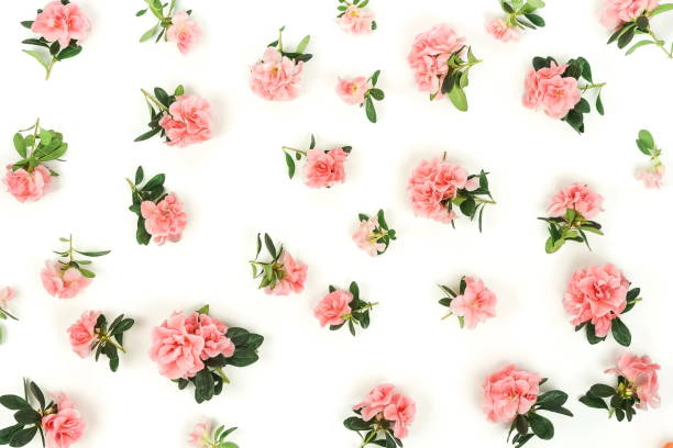istock Flowers background . Pink flowers azalea  pattern on white background. Top view.  Holiday concept 1139470492