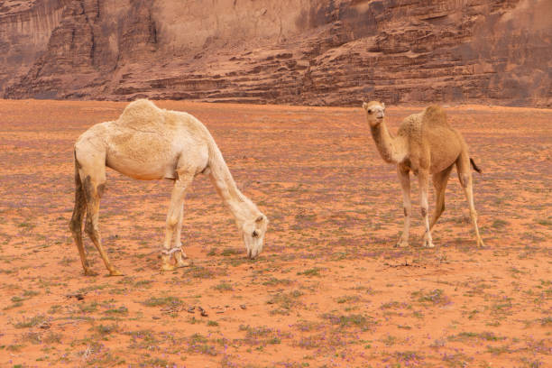 istock Wadi Rum, Jordanian desert landscape. 1139471731
