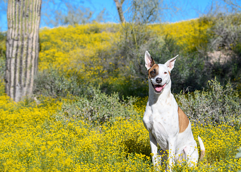 Dog posed in the desert wildflowers