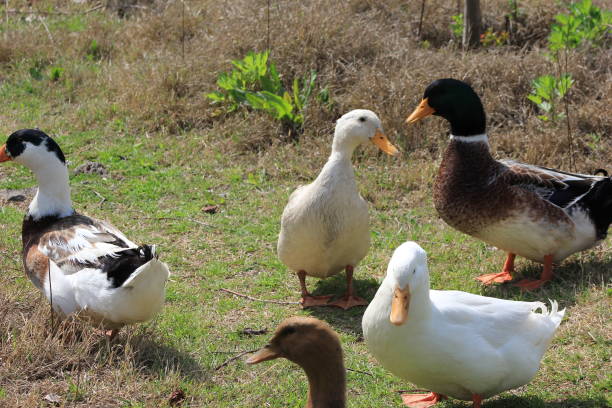 istock Ducks captured by telephoto lens 1139473229