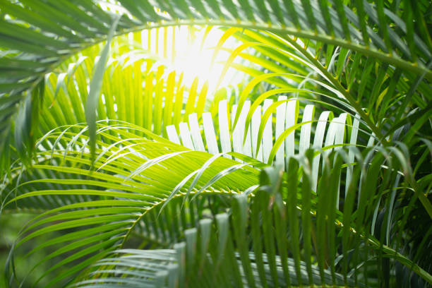 istock Leaves of palm tree in summer under sunlight 1139474120