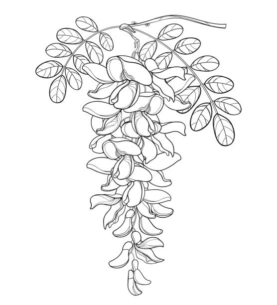 Vector branch of outline white false Acacia or black Locust or Robinia flower, bud and leaves in black isolated on white background. Vector branch of outline white false Acacia or black Locust or Robinia flower, bud and leaves in black isolated on white background. Blooming contour Acacia bunch for spring design or coloring book. wattle flower stock illustrations