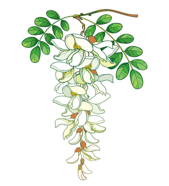 ilustraciones, imágenes clip art, dibujos animados e iconos de stock de rama vectorial de contorno blanco pastel falso acacia o negro langosta o robinia flor, brote y hojas verdes aisladas sobre fondo blanco. - locust tree black robinia