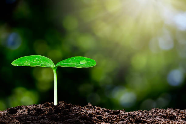 istock Growing green sprout with water drop on blurred green bokeh background with sunlight, environmental concept 1139475964