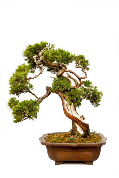 istock Evergreen bonsai isolated on white 1139476021