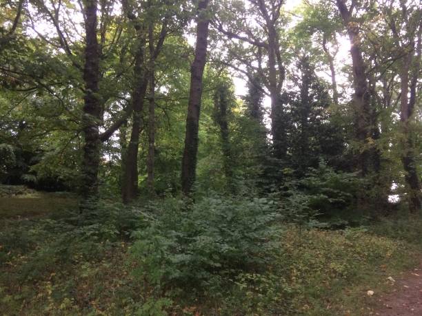 istock Landscape summer autumn nature 1139476135