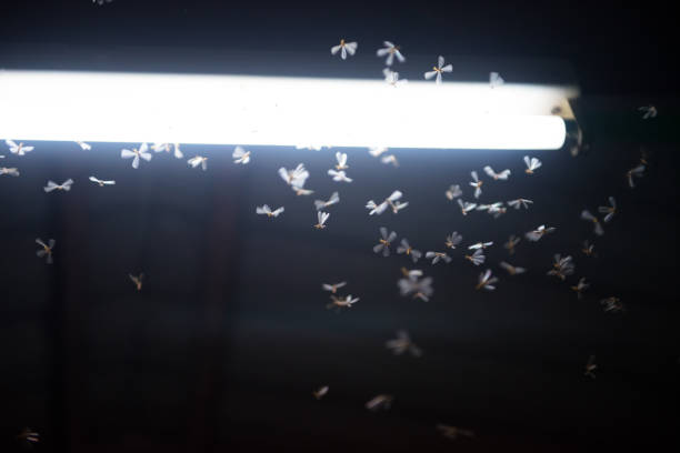 istock moth flying in the fire ,the neon light in night time, it's raining time. 1139477020