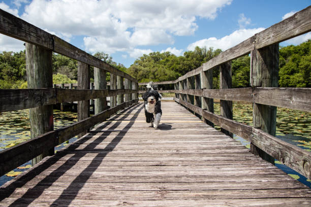 istock Portuguese Water Dog running on the boardwalk 1139481756