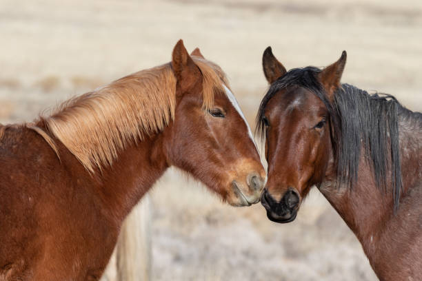 istock Pair of Beautiful Wild Horses 1139482028