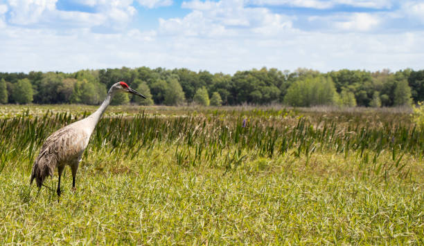 istock Florida Sandhill Crane in the marsh 1139482632