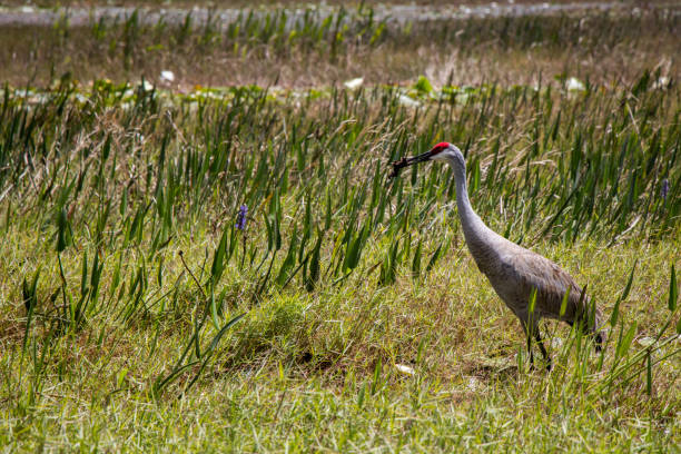 istock Florida Sandhill Crane eating 1139483178
