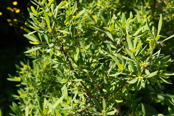 Photo of Myrica pensylvanica or northern bayberry green plant in sunlight