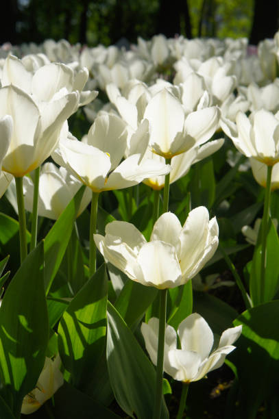 istock White tulips on green field in sunlight vertical 1139484498