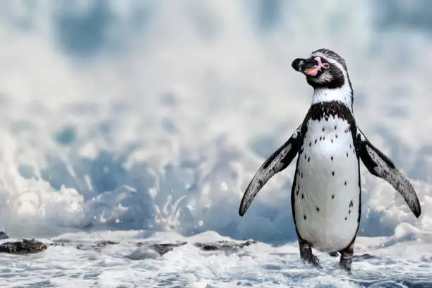 Close-up of Humboldt penguin standing on a rucky ocean coast in the front of rough sea.