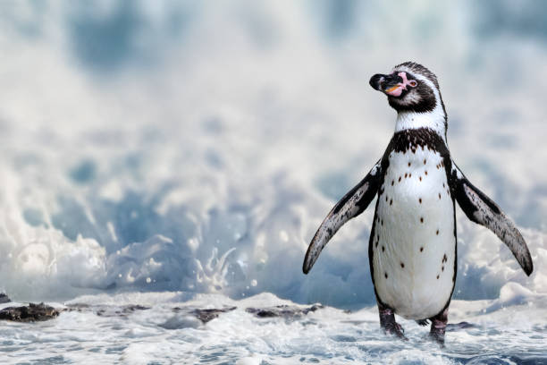 humboldt penguen portre - humboldt pengueni stok fotoğraflar ve resimler
