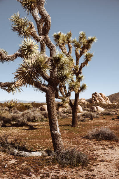 istock joshua tree national park landscape 1139485502
