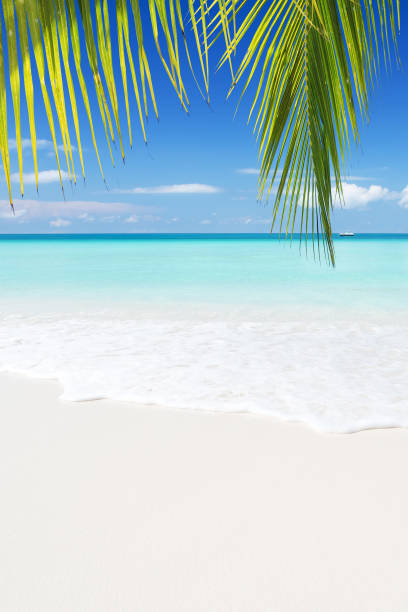 istock Tropical paradise beach and palm leaves 1139485522