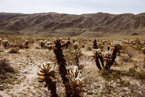 joshua tree national park landscape