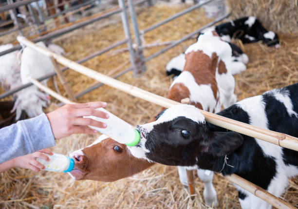 istock baby cow feeding on milk bottle by hand 1139486772