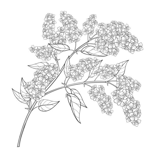 vektorzweig mit umrissblüten prunus padus oder vogelkirschblütenhaufen mit knospe und kunstvolles blatt in schwarz isoliert auf weißem hintergrund. - branch twig bud isolated stock-grafiken, -clipart, -cartoons und -symbole