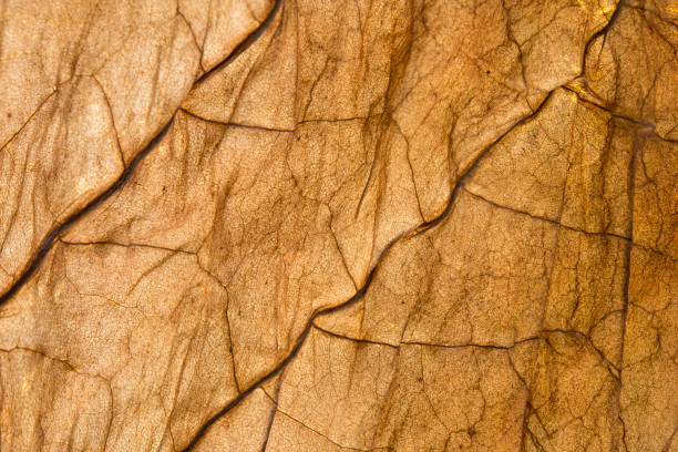 Dried tobacco leaf stock photo