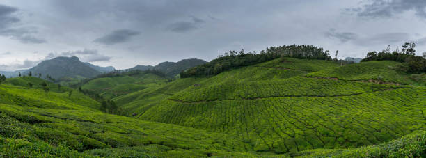 istock Munnar landscapes and elephants 1139491215