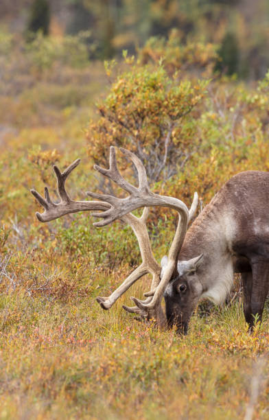 istock Barren Ground Caribou in Alaska in Fall 1139491250