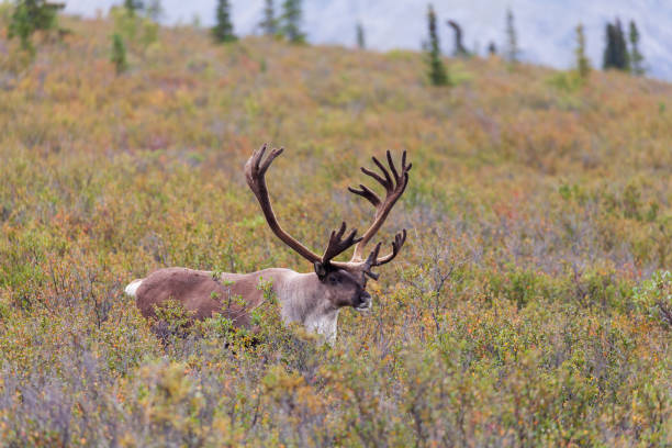 istock Barren Ground Caribou in Alaska in Fall 1139491252