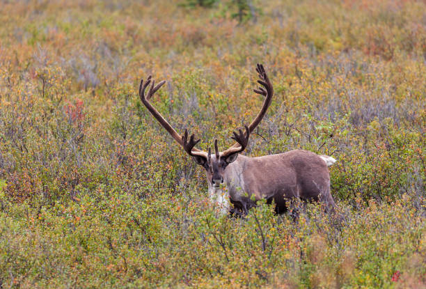 istock Barren Ground Caribou in Alaska in Fall 1139491286