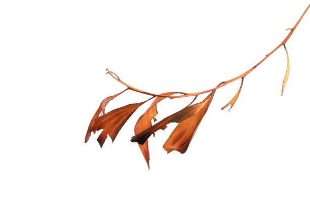 Burned, fired leaves on white background close-up stock photo