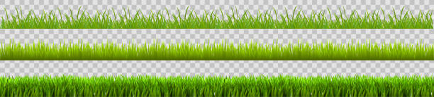 bildbanksillustrationer, clip art samt tecknat material och ikoner med grönt gräs set, fält, natur eko bakgrund-lager vektor - ukraine grass