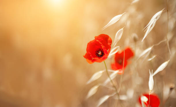 красный цветок мака и овсяные растения в летнем лесу. красивый фон природы - poppy bud стоковые фото и изображения