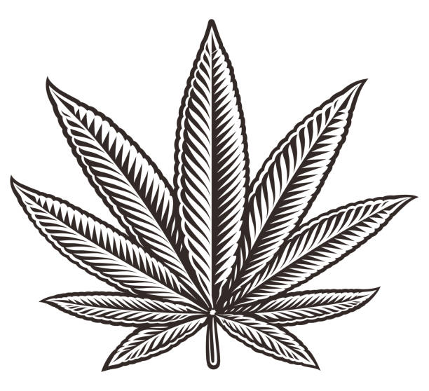 Vector illustration of a cannabis leaf Black and  white illustration of a cannabis leaf, isolated on the white background. marijuana tattoo stock illustrations