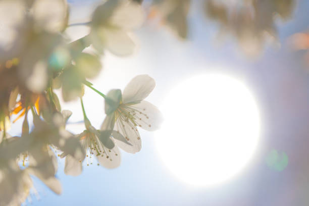 Cherry blossom and the Sun