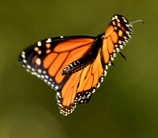 istock Monarch Butterfly Flying on Aster Wildflowers 1139496275
