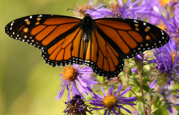 istock Monarch Butterfly Flying on Aster Wildflowers 1139496289