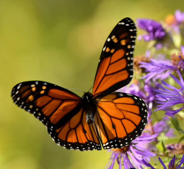 istock Monarch Butterfly Flying on Aster Wildflowers 1139496333