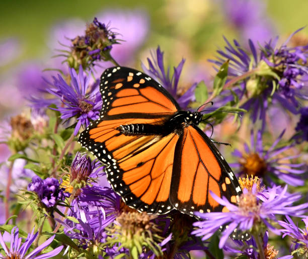 istock Monarch Butterfly Flying on Aster Wildflowers 1139496345