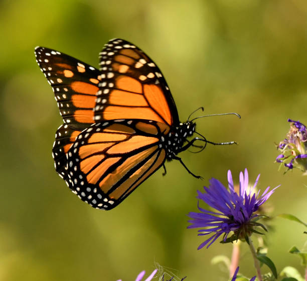 Monarch butterfly (Danaus plexippus) resting on a coastal cypress tree branch in their winter nesting area.Taken in Santa Cruz, California, USA