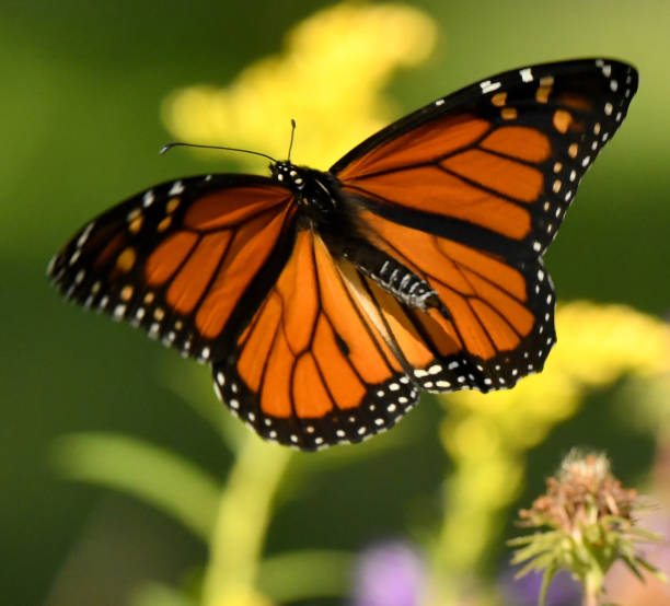 istock Monarch Butterfly Flying on Aster Wildflowers 1139496419
