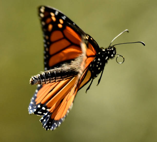 istock Monarch Butterfly Flying on Aster Wildflowers 1139496431